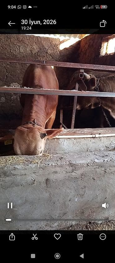 Yarımbordağ danalar,11 baş,diri çəkiləri 240-300 kgqiyməti diri lalafo.az -da Yarımbordağ danalar,11 baş,diri çəkiləri 240-300 kgqiyməti diri