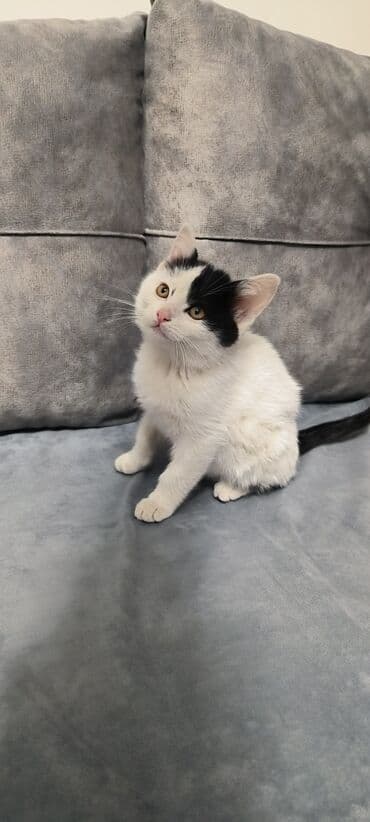 ucuz pisik satisi: Erkək, Yaxşı əllərə — 8