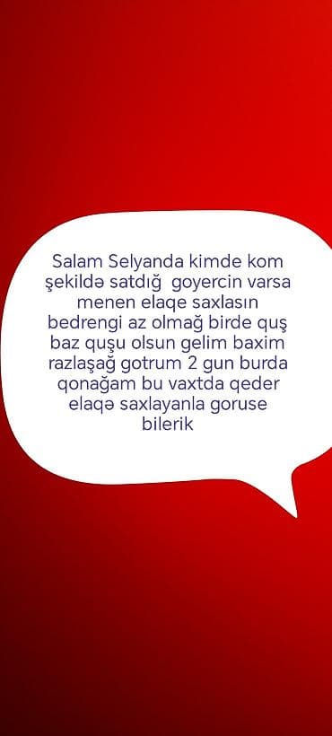qus iran: Axtarış: Salyanda kom (qrup) şəklində satılan göyərçinlər Tələblər: - — 1