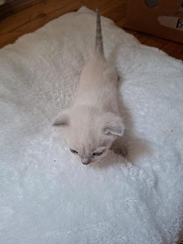 cat: Siam, Yaxşı əllərə — 6