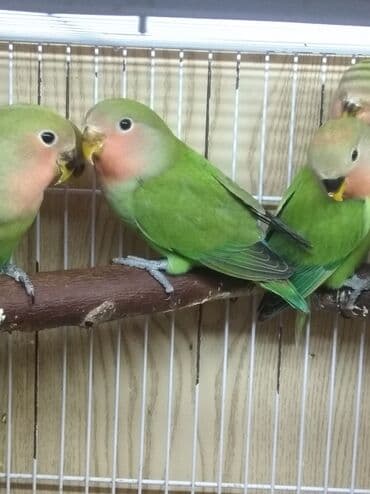 qumru quşu vikipediya: Tutuquşu popuqay fişer nerazlucnik 1-3 aylıq balalar — 7