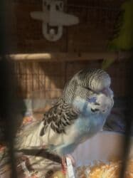 amerika devequsu haqqinda melumat: Bülbül (dalmatin naxışlı, mavi-ağ rəng çaları) – əhliləşdirilmiş — 2