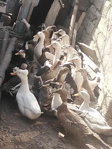 ordek balasi nece gune cixir: Salam Aleykum ördekler kom 16 azından satılır pekin kuban yaşılbas tek — 5