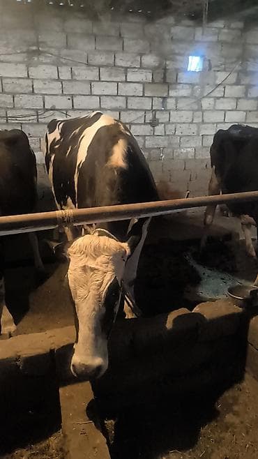 xaski sekileri: Süd istiqamətli inək sürüsü - Qara-ağ rəngli, iri cüssəli süd — 3