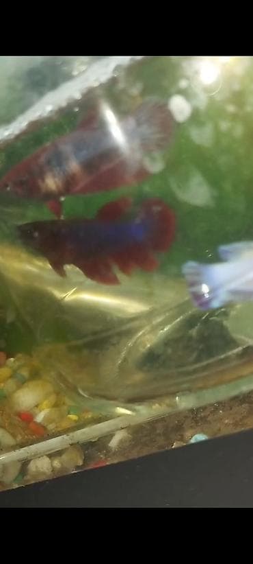 Betta (Petuşok balığı)