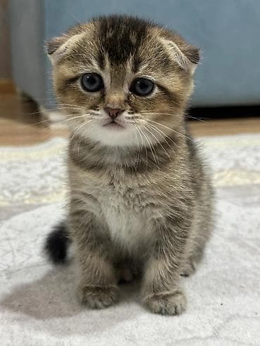 Akvariumlar: Şotland uzun tüklü — 10