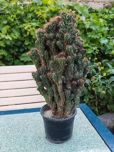 nokia yarpaq: Sukulent və otaq bitkiləri dəsti - Kaktus (Euphorbia/Serebrə bənzər — 2