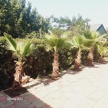 ağ şanı yarpaq: Washingtonia filifera dekorativ xurma ağacları - Növ: Washingtonia — 5