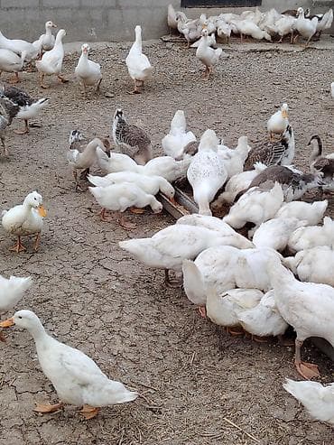 Məhsul: Ağ ördəklər pekin qiymetle baqli narahat etmeyin erkey disi
