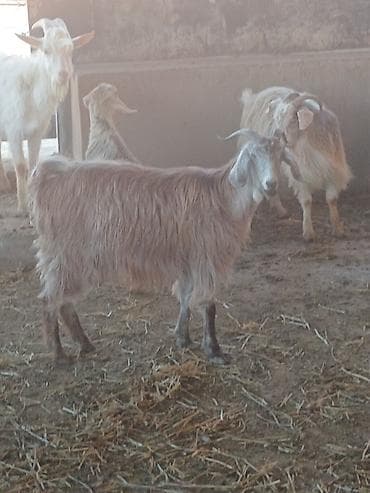 helep keci: Satılır: süd və ət istiqamətli yerli keçilər - Rəng: açıq krem/ağ — 9