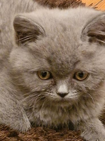 Akvariumlar: Yaxşı əllərə — 10