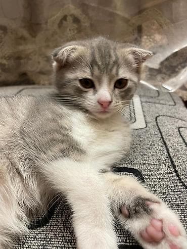 pişik şotlant: Şotland yastı qulaq — 6