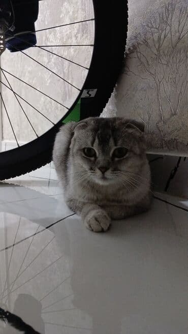 sevimli pişik şəkilləri: Şotland yastı qulaq, Dişi — 1