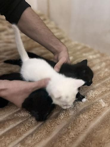 Akvariumlar: Britan yastı qulaq — 5