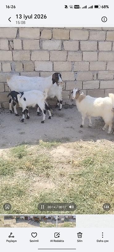 naxcivan heyvan elanlari: 1 ekiz bala 1 ana bala 1 dişi cepiş 1 erkey cepiş qiymət 800 azn — 1