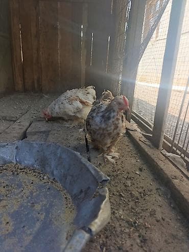 papuqay type 1: Koxin beçələr 5 aylıqdılar qiymət birinə aiddi sağlamdılar — 5