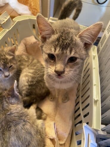 sahiblendir: Yaxşı əllərə — 3