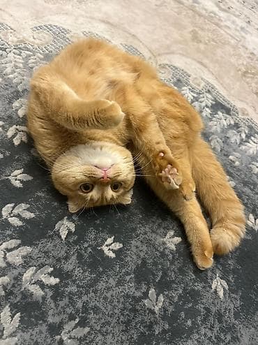 взять котёнка бесплатно: Шотландская, Самец, Бесплатная доставка — 8