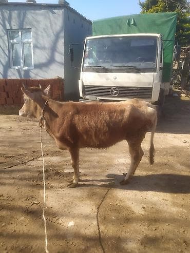 Mal-qara: Dana, buzov — 5