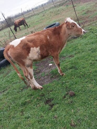 disi pisik: Mal-qara – qırmızı-ağ rəngli dişi buzov - Növ: iri buynuzlu heyvan — 2