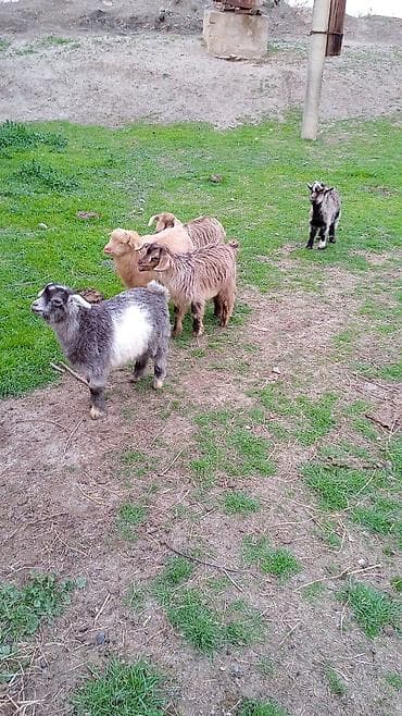 Salam cebişler 3 ayliqdilar 95 manatdan