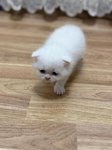 pişiylər: Şotland — 9