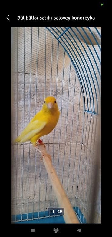Digər heyvanlar: Bül büllər kanareyka solavey bul bul konareyka super oxuyan erkəy — 7