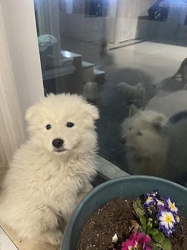 it xaltalari satisi: Samoyed, 2 ay, Pulsuz çatdırılma — 6