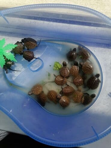 Kiçik tısbağalar satılır, mavi plastik akvarium. Akvariumun