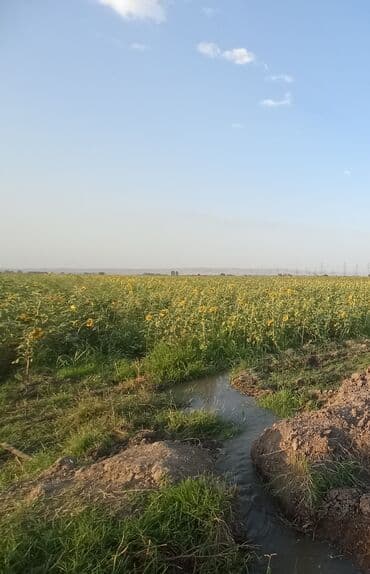 каталог обоев в баку: Geniş bir sahədə cərgə-cərgə əkilmiş, tam inkişaf etmiş günəbaxan — 4