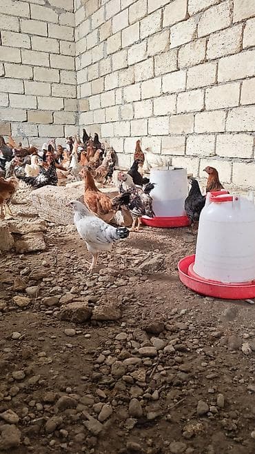 papuqay quş: Qarışıq cins kənd toyuqları – müxtəlif rəng və naxışlarda, həm — 1