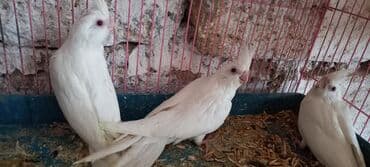 хаски щенки цена бишкек: Yeni dene dusmus ve boyuk quslar var 65 manat cox goturen olsa endirim — 8