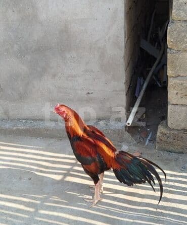 simmental inək cinsi: Toyuq, Damazlıq, Ünvandan götürmə — 2