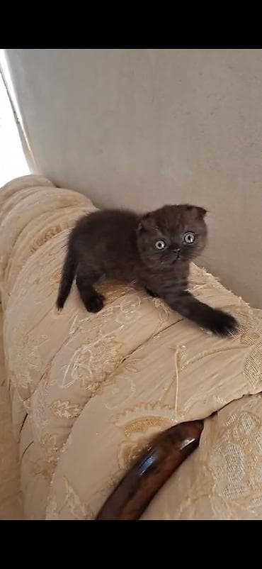 ucuz ev iti: Dişi — 1