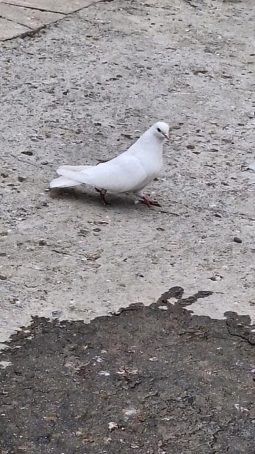hesterxan qusu: Mayadi Bakidadi Məhsul: Ev göyərçinləri (ağ və ağ-qara rənglər) — 4