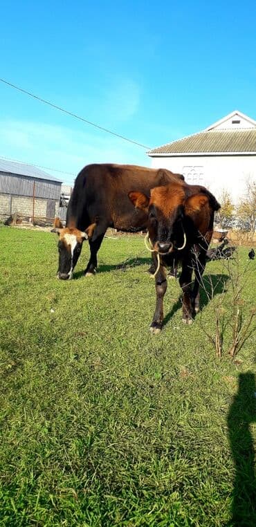 cins ineklerin satisi 2018: Boş bekar adamlar narahat edməsin — 3