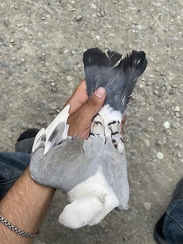 balaca tuklu it: Göyərçin – dekorativ cins erkek qzgın - Rəng: ağ-boz qarışıq, quyruq — 4