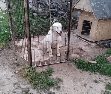 Gəmiricilər: Retriever — 5