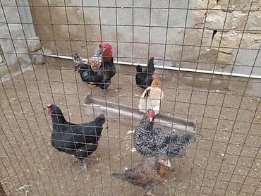 Balıqlar: Toyuq, Damazlıq — 2