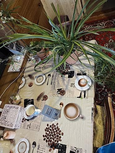 ciledagi bitkisi: Otaq bitkisi – Chlorophytum comosum (Hörümçək bitkisi) Havanı — 3