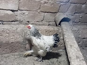 bulbul quşu satışı: Brahma cinsi toyuq - Rəng: ağ bədən, boyun və quyruqda qara naxışlar — 2
