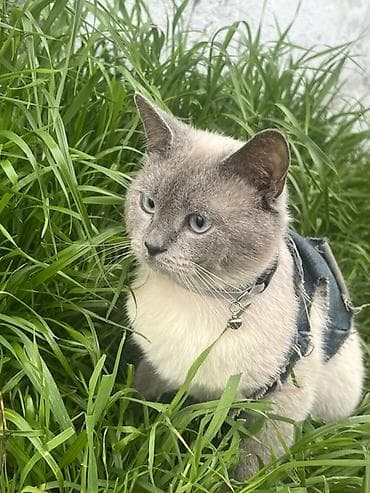 profil ucun pisik sekilleri: Erkək, Cütləşmə üçün, Ünvandan götürmə — 4