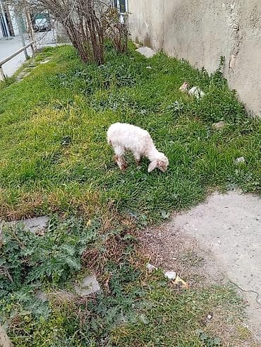 Eşşəklər: Erkey cepis.aq rengde olandi 2 aydan coxdu.yem yeyir — 3