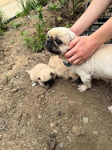 avcarka bala: Pekines, 1 ay, Dişi, Peyvəndli, Rayonlara çatdırılma — 7