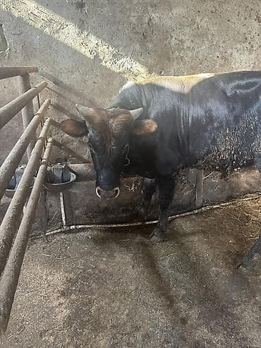 cins inek: Bordaqa yararlıdir - Növ: iri buynuzlu mal-qara, erkək (buğa/keçi — 4