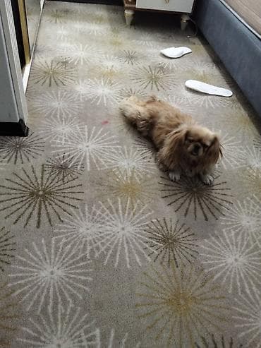mini it: Pekines — 2