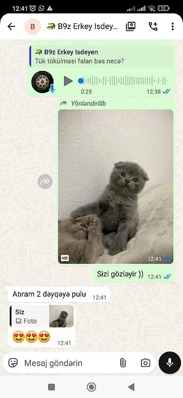 Boz rəngli balaca pişiklər – yumşaq tüklü, şirin və oynaq balalar — 8