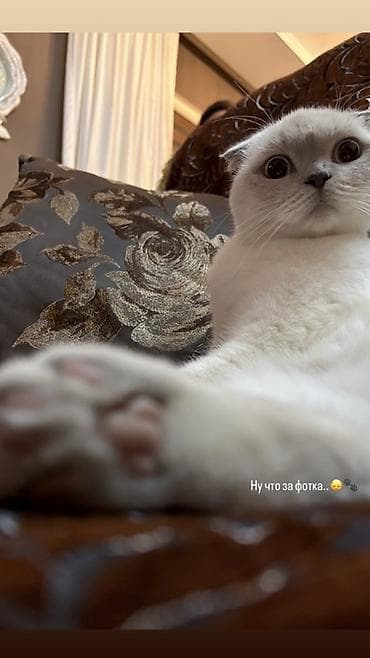 Птицы: Шотладская вислоухая, Самка, Для вязки, Бесплатная доставка — 1