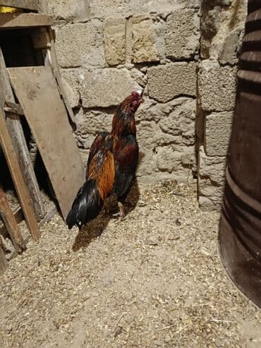 qurd əleyhinə dərmanlar: Cinsi yapon 1 yaş yarımlıq heyvandı problemsiz heyvandı yoxlamışam — 3