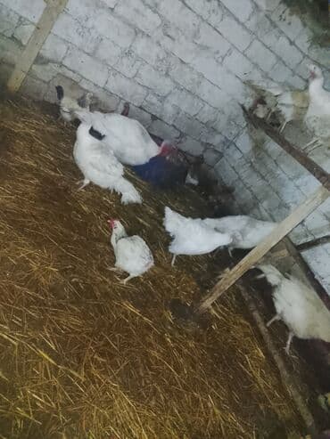 at və eşşəyin cütləşməsi: Dişi, Damazlıq — 3